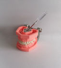 Les dents dentaires en plastique de brossage colorées modèlent Removable